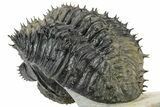 Spiny Drotops Armatus Trilobite - Colorful Shell #232777-4